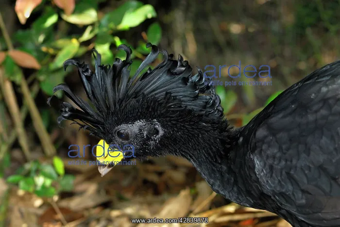  : Great Curassow