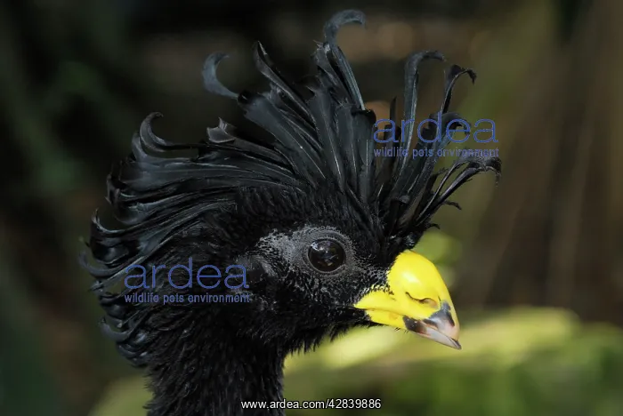  : Great Curassow
