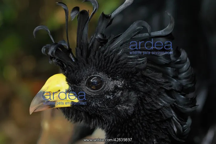  : Great Curassow