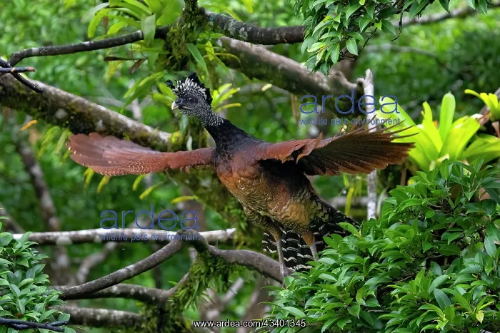 : The Great Curassow, Crax rubra : The Great Curassow, Crax rubra