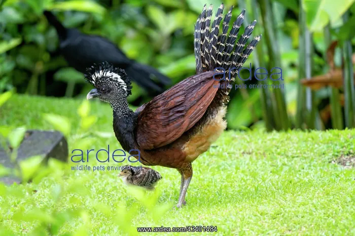 : The Great Curassow, Crax rubra : The Great Curassow, Crax rubra