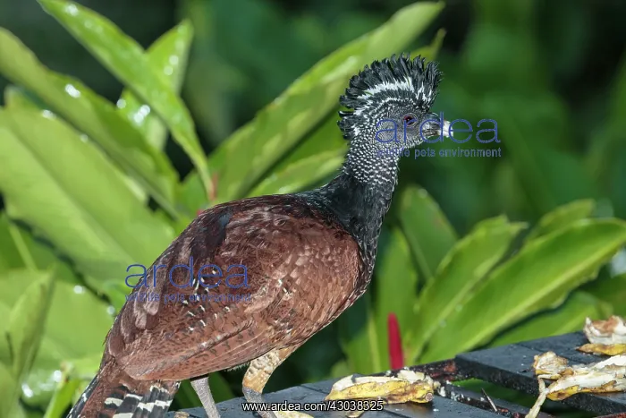 : Great Curassow Crax rubra Female A large pheasant-li : Great Curassow Crax rubra Female A large pheasant-li