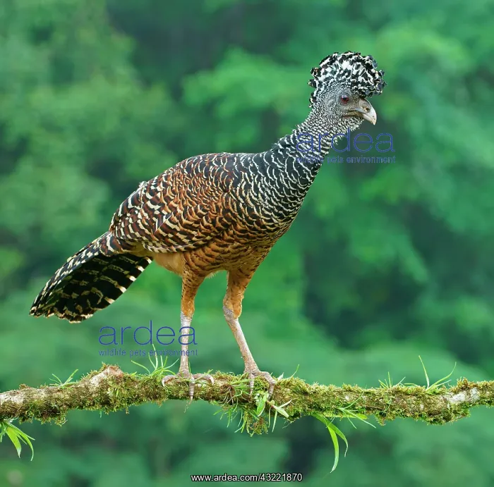 : Great curassow (Crax rubra), female standing on : Great curassow (Crax rubra), female standing on