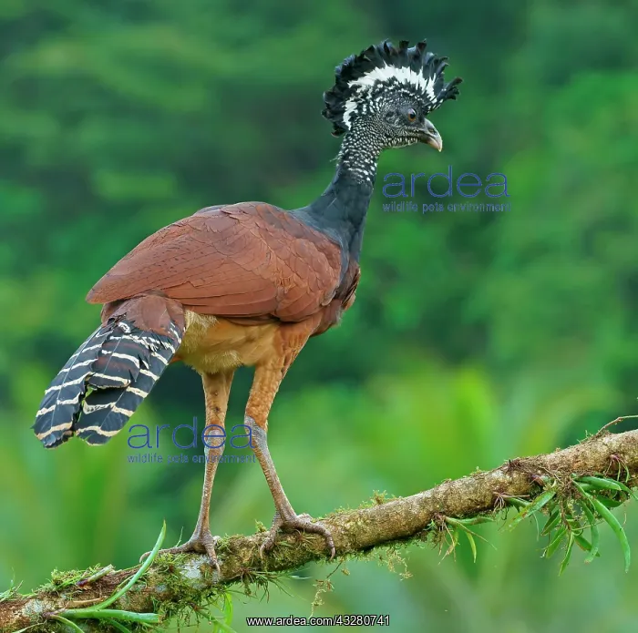 : Great curassow (Crax rubra), female standing on : Great curassow (Crax rubra), female standing on
