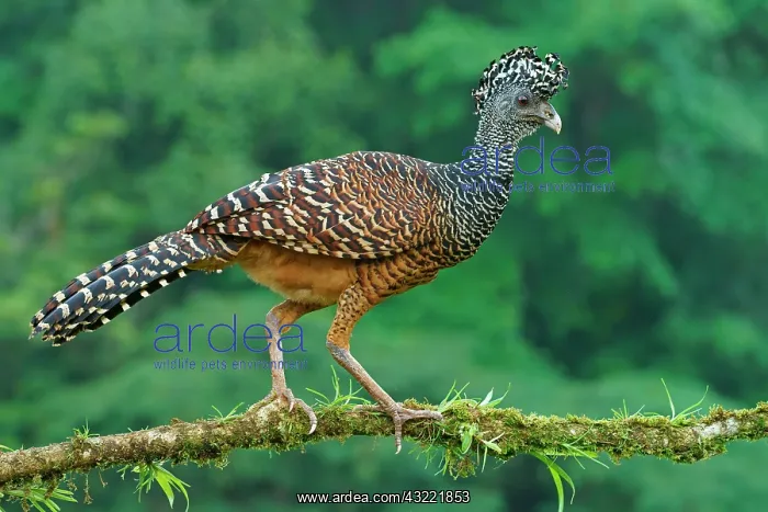 : Great curassow (Crax rubra), female walking on a : Great curassow (Crax rubra), female walking on a