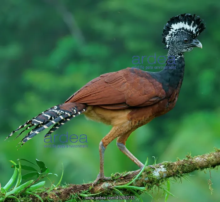 : Great curassow (Crax rubra), female walking on a : Great curassow (Crax rubra), female walking on a