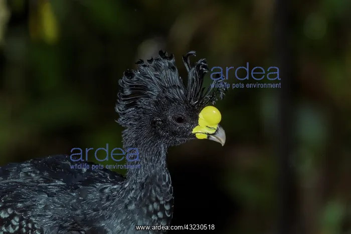 : Great Curassow Crax rubra Male A large pheasant-like : Great Curassow Crax rubra Male A large pheasant-like