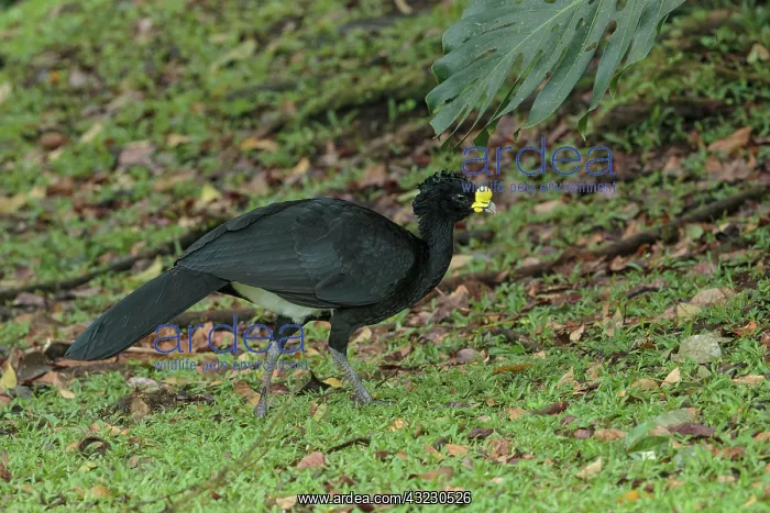 : Great Curassow Crax rubra Male A large pheasant-like : Great Curassow Crax rubra Male A large pheasant-like