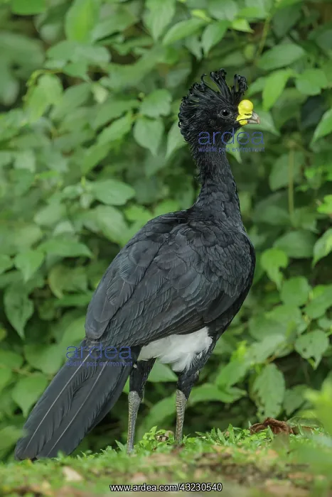 : Great Curassow Crax rubra Male A large pheasant-like : Great Curassow Crax rubra Male A large pheasant-like