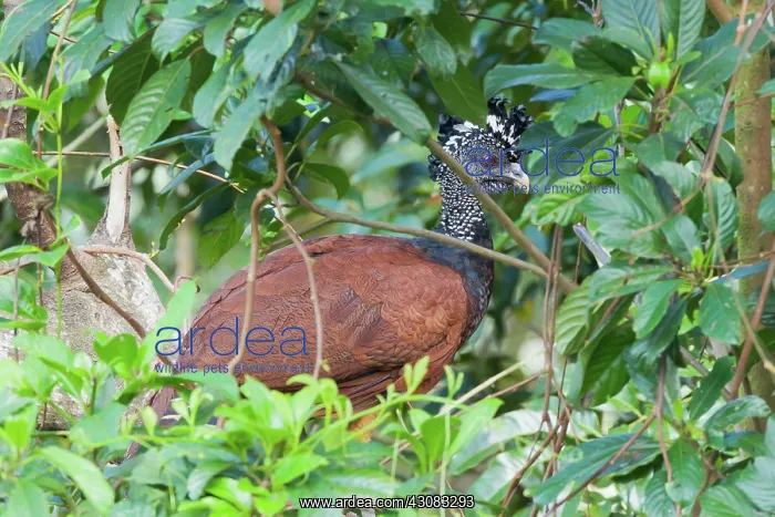 : Great Curassow (female) : Great Curassow (female)