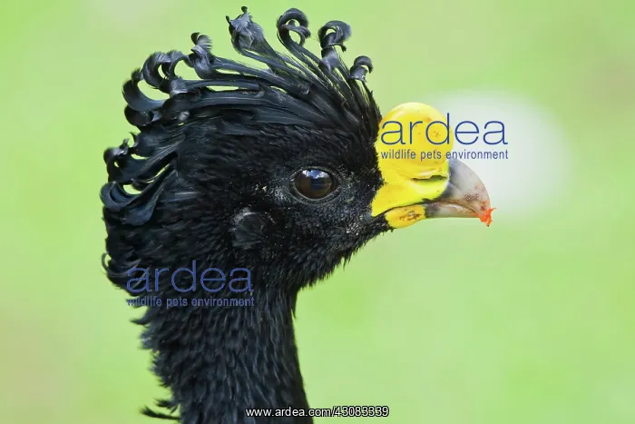 : Great Curassow (male) : Great Curassow (male)