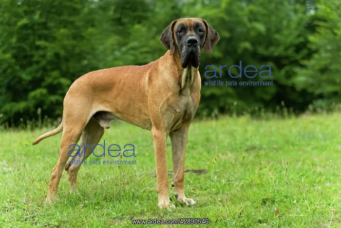 : Great Dane : Great Dane