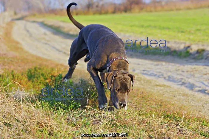 : Great Dane : Great Dane
