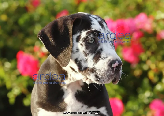 : Great Dane, Canary Mastiff mongrel, puppy, 10 weeks : Great Dane, Canary Mastiff mongrel, puppy, 10 weeks