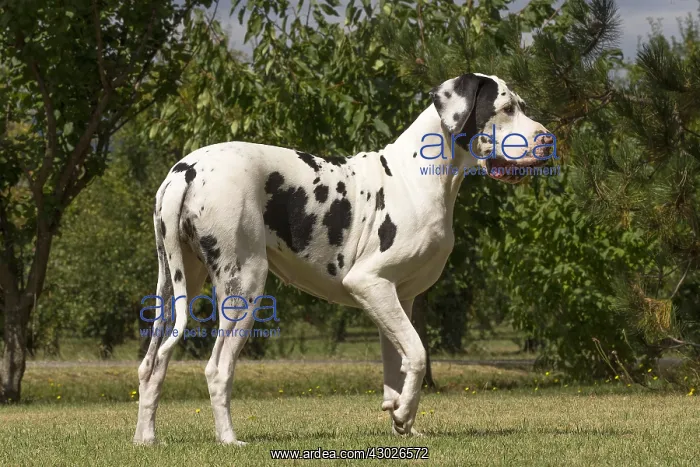  : Great Dane Dog outdoors