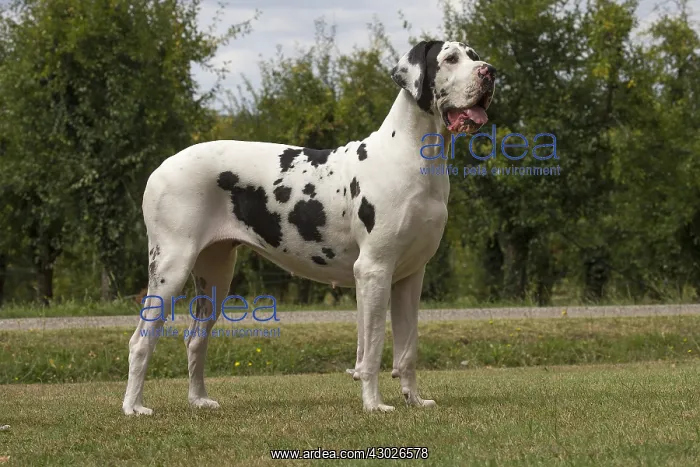  : Great Dane Dog outdoors