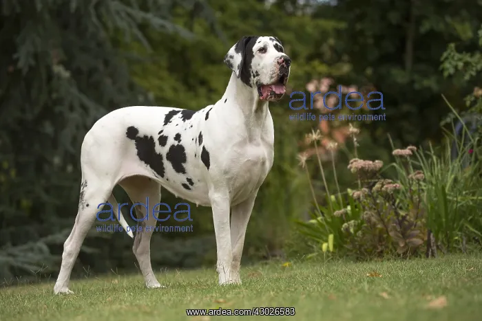  : Great Dane Dog outdoors