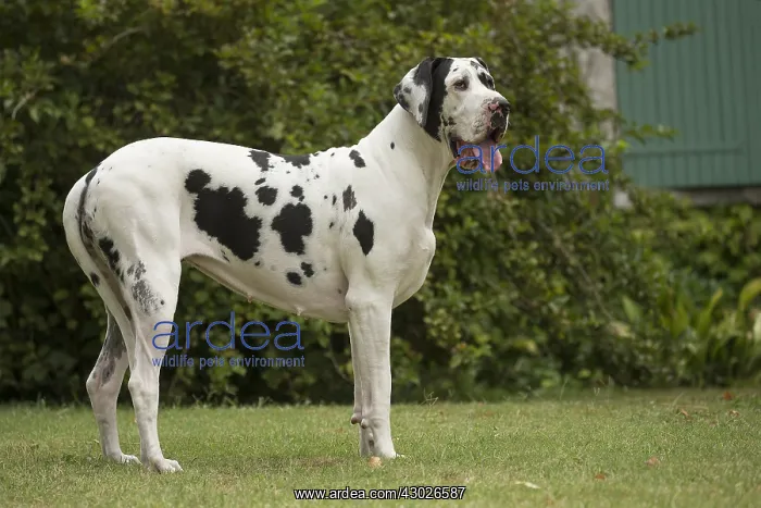  : Great Dane Dog outdoors