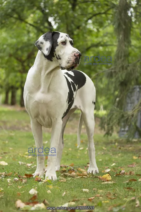  : Great Dane Dog outdoors