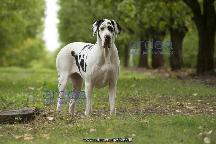  : Great Dane Dog outdoors