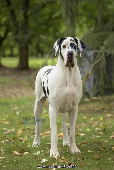  : Great Dane Dog outdoors