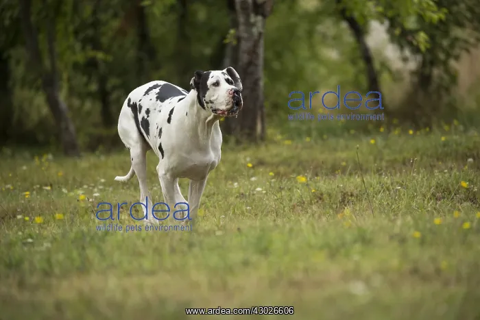  : Great Dane Dog outdoors