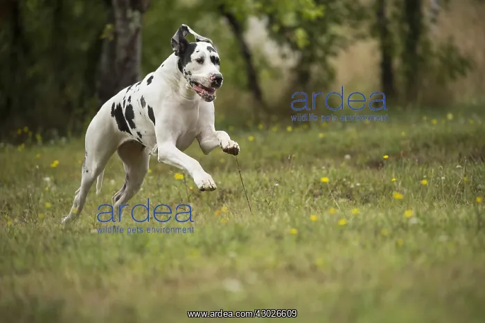  : Great Dane Dog outdoors