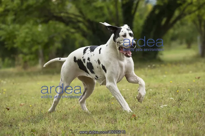 : Great Dane Dog outdoors
