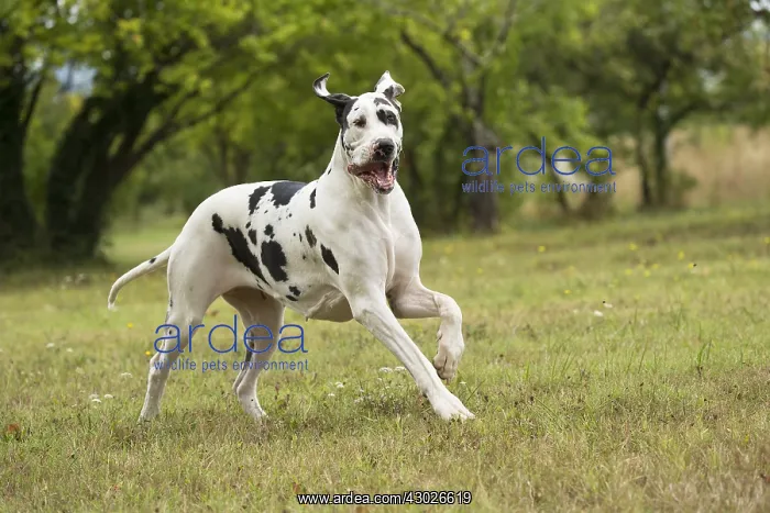  : Great Dane Dog outdoors