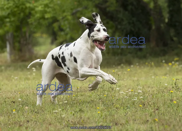  : Great Dane Dog outdoors