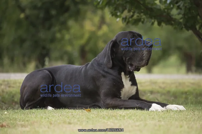  : Great Dane Dog outdoors