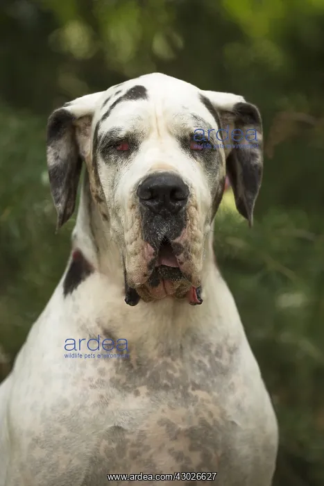  : Great Dane Dog outdoors