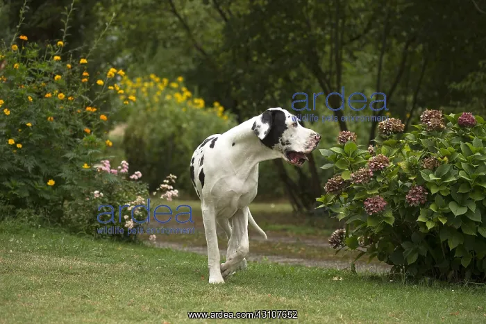  : Great Dane Dog outdoors