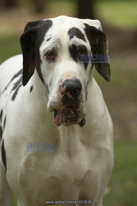  : Great Dane Dog outdoors
