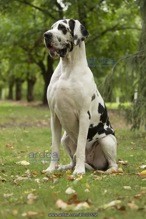  : Great Dane Dog outdoors