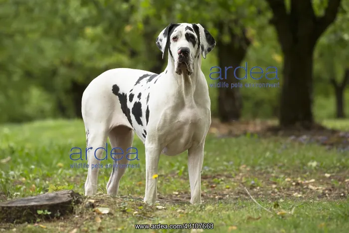  : Great Dane Dog outdoors