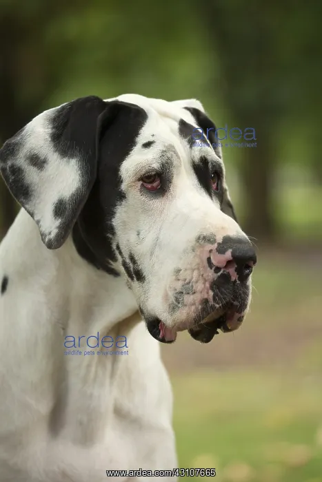  : Great Dane Dog outdoors