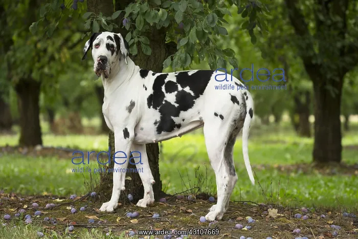  : Great Dane Dog outdoors