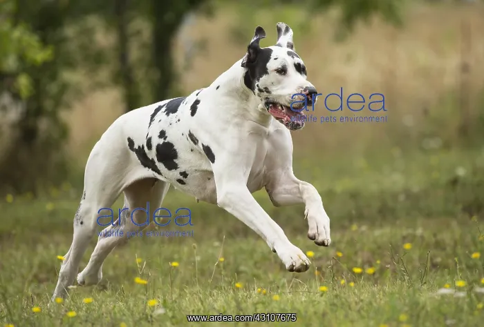  : Great Dane Dog outdoors