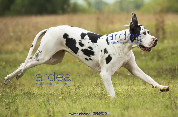  : Great Dane Dog outdoors