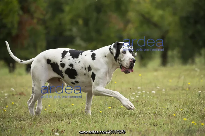  : Great Dane Dog outdoors