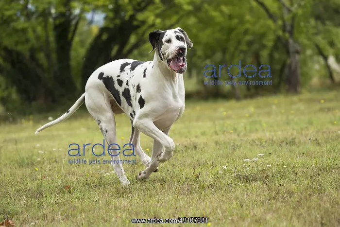  : Great Dane Dog outdoors