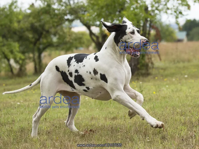  : Great Dane Dog outdoors