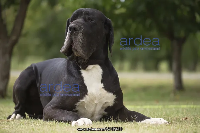  : Great Dane Dog outdoors