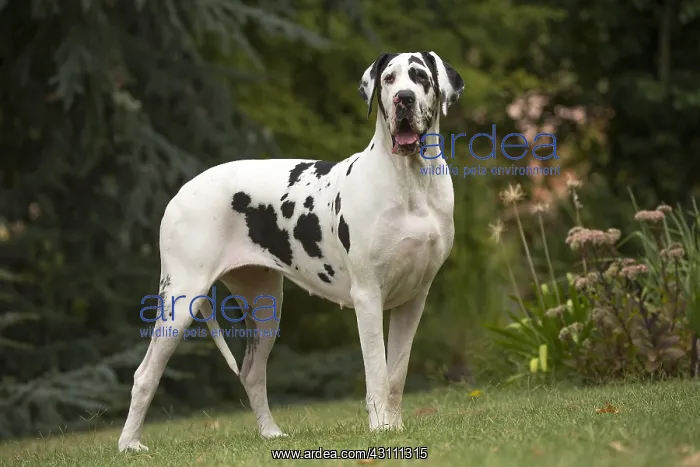  : Great Dane Dog outdoors