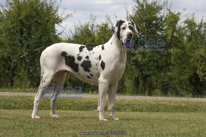  : Great Dane Dog outdoors