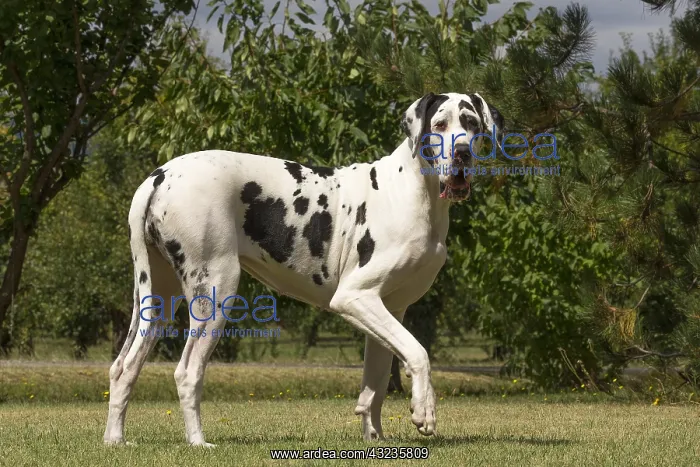  : Great Dane Dog outdoors