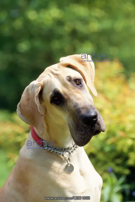 : Great Dane Dog - puppy : Great Dane Dog - puppy