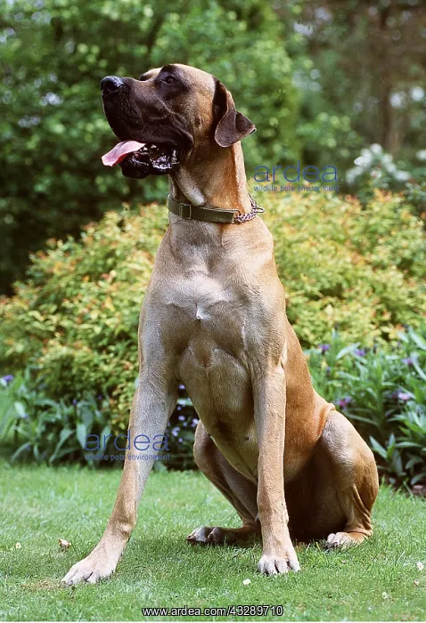: GREAT DANE DOG - SITS : GREAT DANE DOG - SITS