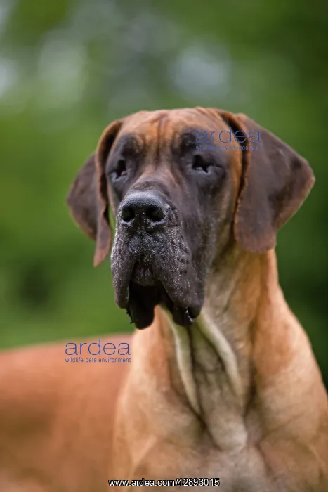  : Great Dane - also known as Deutsche Dogge